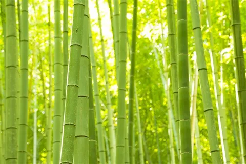 高清竹子风景图片 高清竹子风景图片