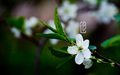春分桃花开 春分桃花开