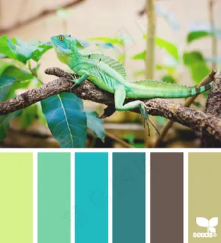 动物配色色卡色彩搭配