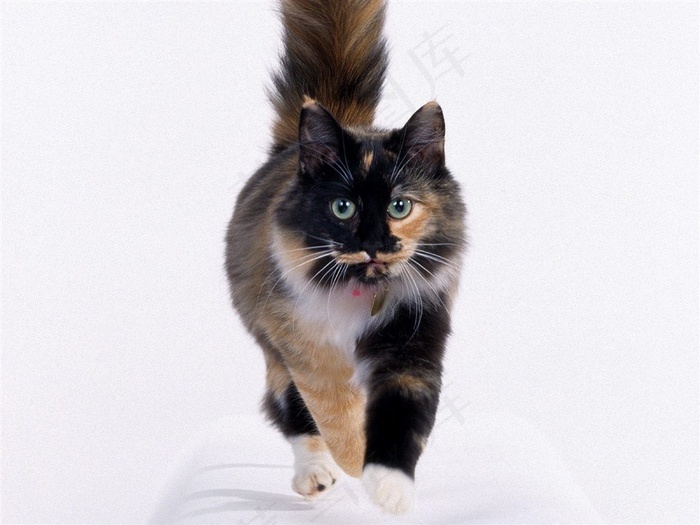 一只走在白色地板上的棕黑色大花猫