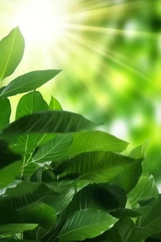 阳光从树叶洒下来光影光圈摄影背景