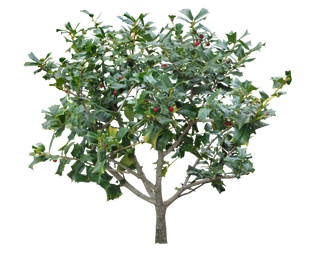 树木树枝树叶免扣素材