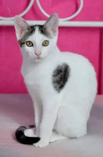 可爱猫咪 动物 素材 奶萌 (22)