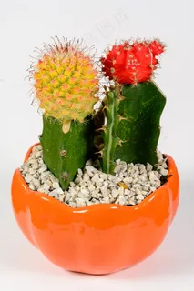 仙人掌花卉盆栽图片 仙人掌花卉盆栽图片