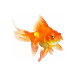 大尾巴金鱼 免扣背景