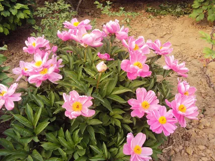 芍药花的图片 芍药花的图片