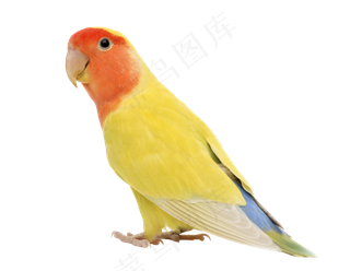 鹦鹉鸟元素