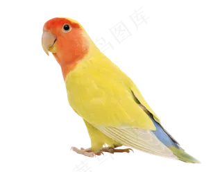 鹦鹉鸟元素