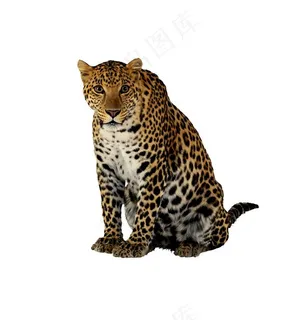 豹子高清图片