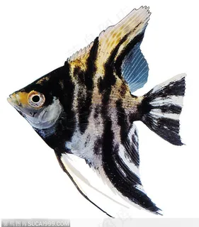 热带鱼标本（黑金鱼）