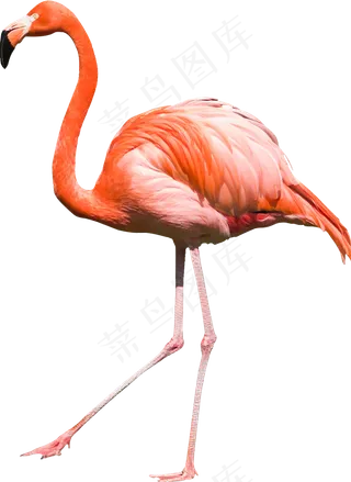 火烈鸟免抠素材
