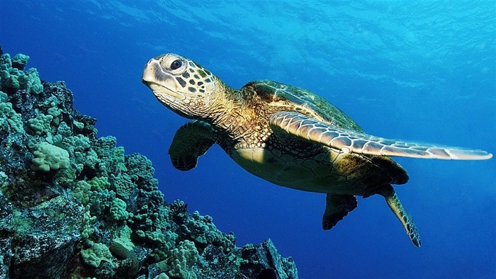 海洋生物海龟图片