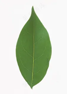 花草特写 1850 花草特写 1850