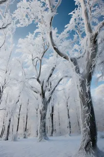 冬天雪景挂满雪的大树摄影图 