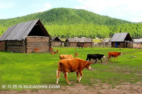 禾木村牧场图片素材 禾木村牧场图片素材