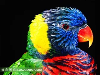 五彩斑斓的鹦鹉