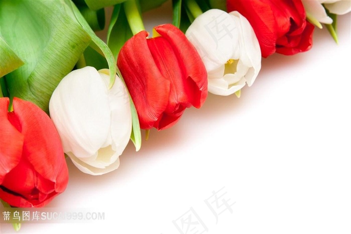 高清红白郁金香图片下载