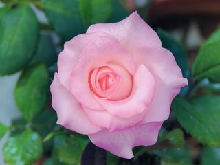 唯美玫瑰花朵意境图片