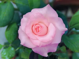 唯美玫瑰花朵意境图片