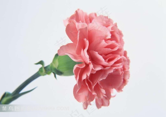 粉色康乃馨素材