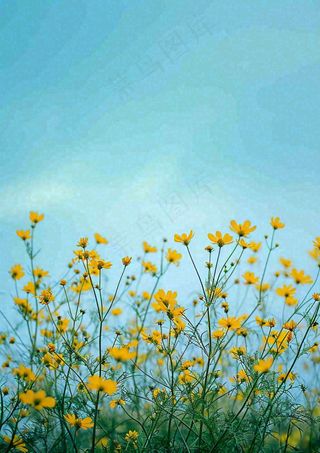 春天黄色的小花，春风，春分，油菜花