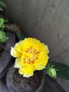 仙人掌花高清图