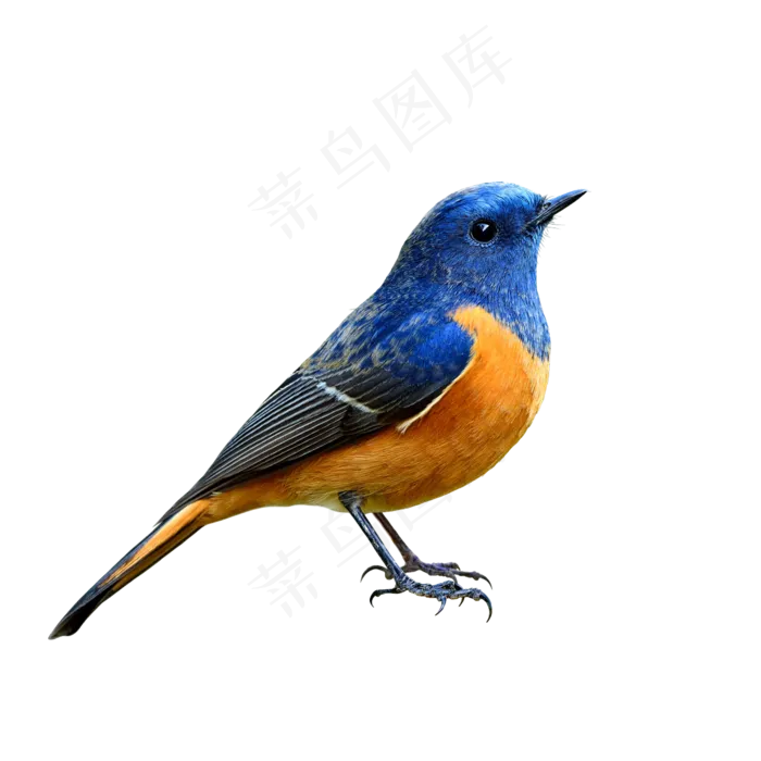 小鸟动物PNG素材