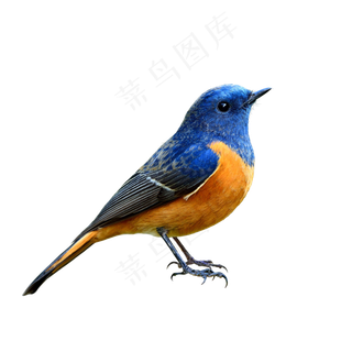 小鸟动物PNG素材