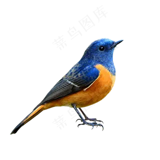 小鸟动物PNG素材