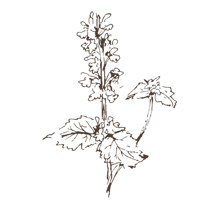 线条草本花卉手绘植物-猫薄荷