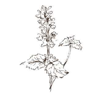 线条草本花卉手绘植物-猫薄荷