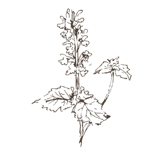 线条草本花卉手绘植物-猫薄荷