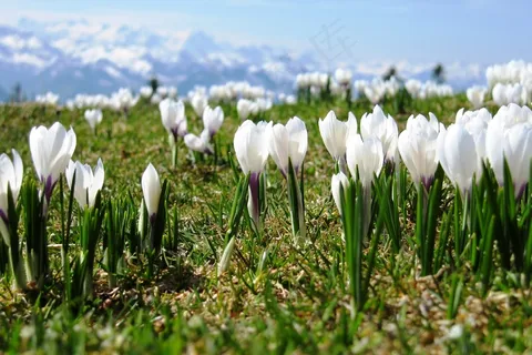 白色藏红花图片