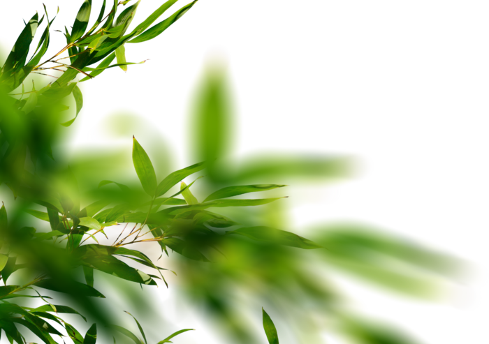 树木树枝树叶免扣素材