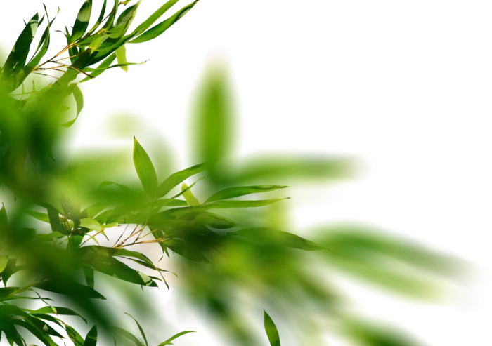 树木树枝树叶免扣素材