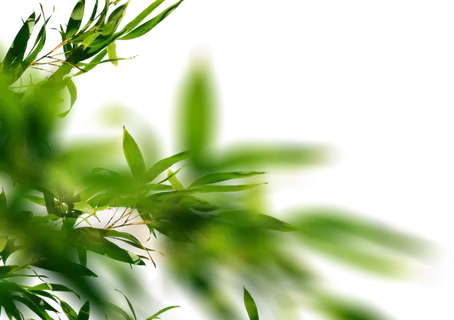 树木树枝树叶免扣素材