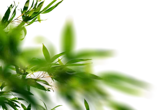 树木树枝树叶免扣素材