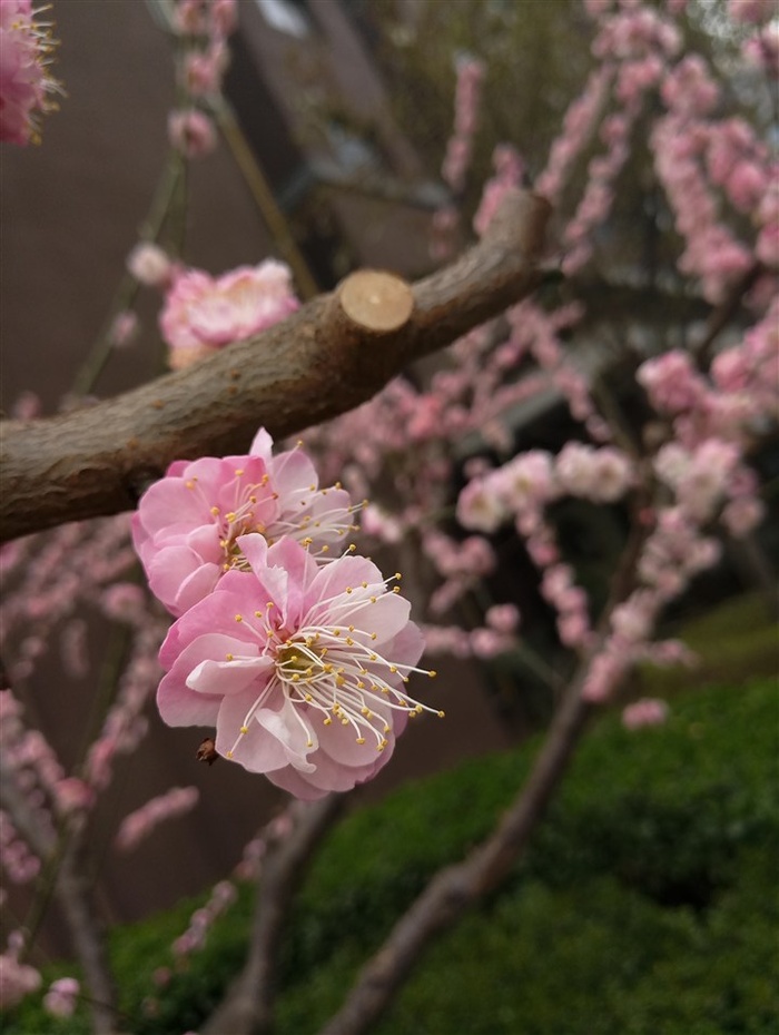 盛开的红色桃花