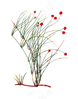 手绘草本中药药材