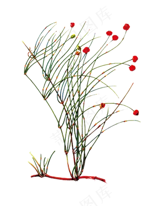 手绘草本中药药材