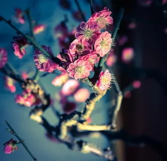 梅花树枝图片 梅花树枝图片