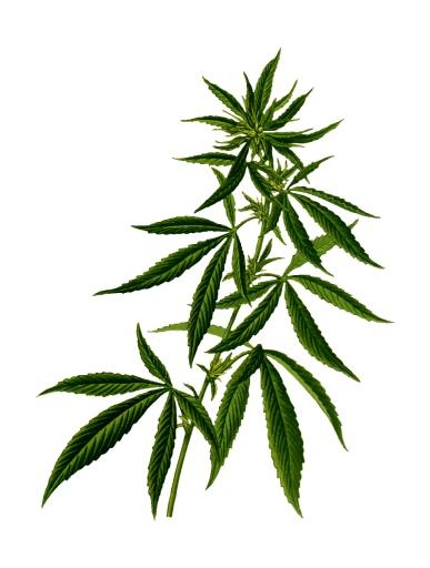 大麻PNG免抠(968x1280)