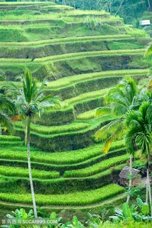 美丽的梯田景观高清图片 美丽的梯田景观高清图片