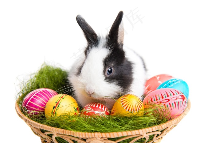 4K高清花斑小兔子图片