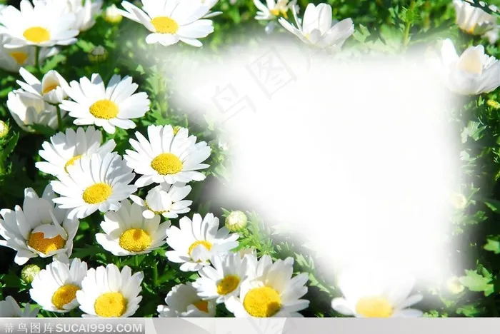 唯美鲜花边框 菊花