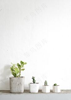 白色简约风盆栽花卉图片