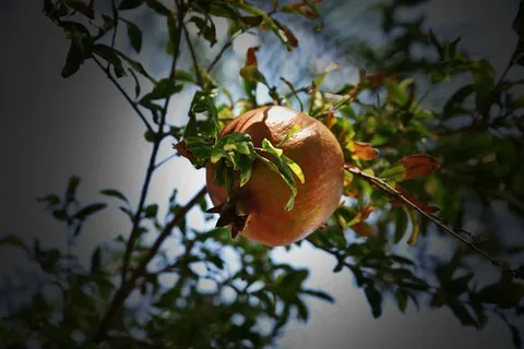 石榴树上的番石榴图片 石榴树上的番石榴图片