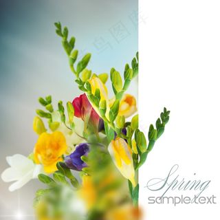 春天彩色鲜花图片 春天彩色鲜花图片