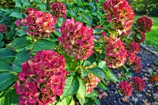 美丽绣球花图片