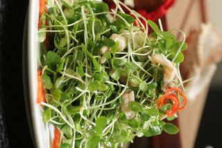 香椿苗拌海蛏15元